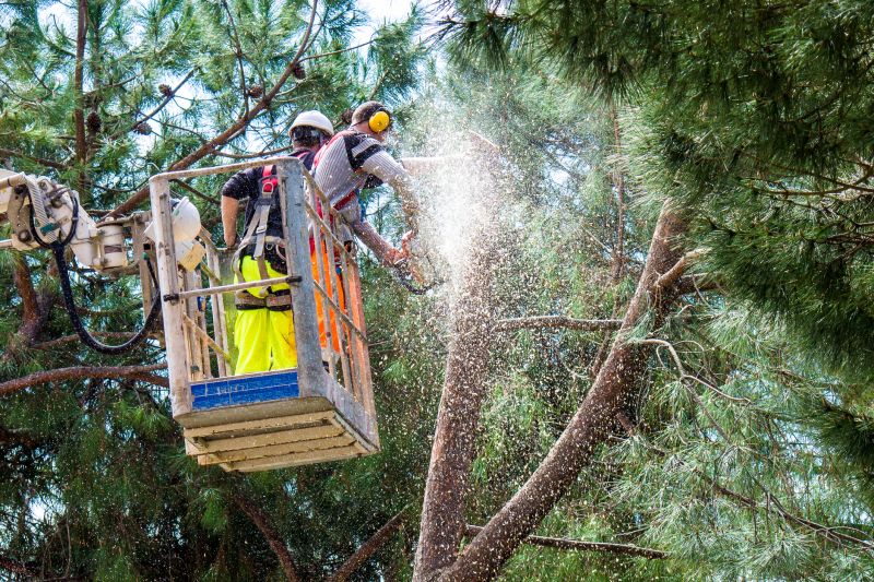 Cypress Tree Pruning
