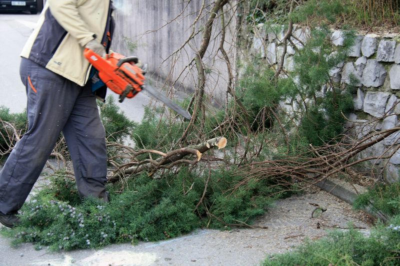 Cypress Tree Pruning