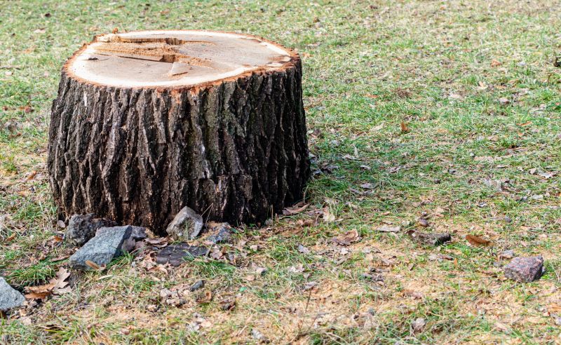 Bamboo Stump Removal in Aiken, SC