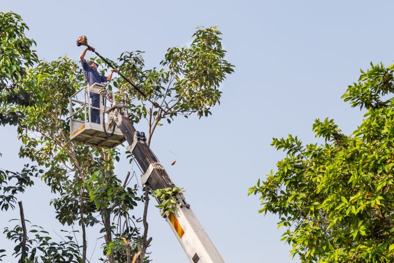 Commercial Tree Trimming in Duluth, MN