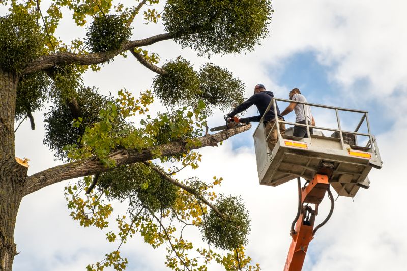 Cypress Tree Pruning