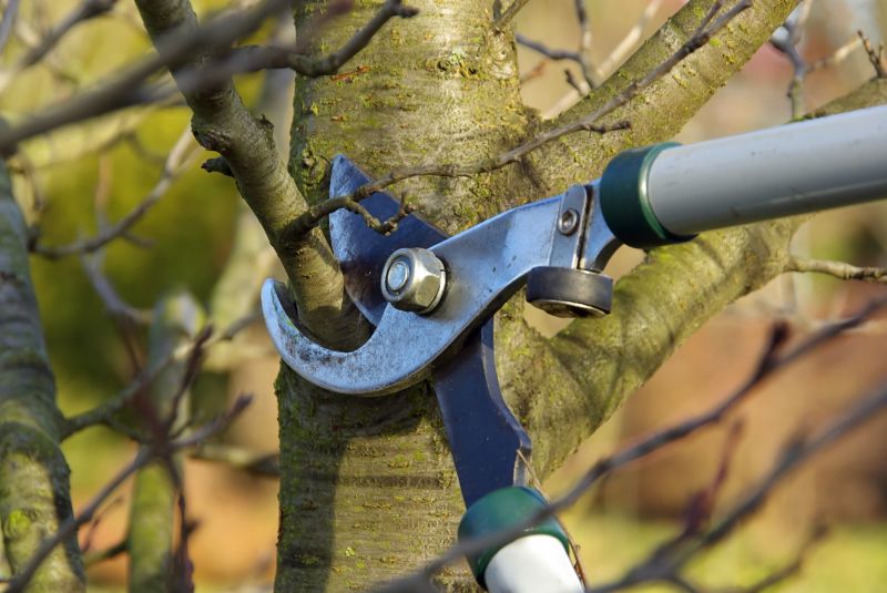 Seasonal Pruning Tools