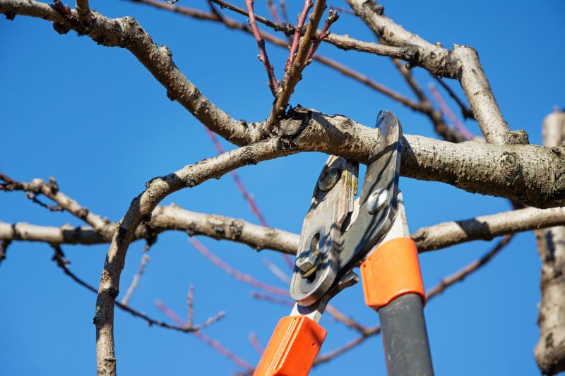 Pruning Tools in Use