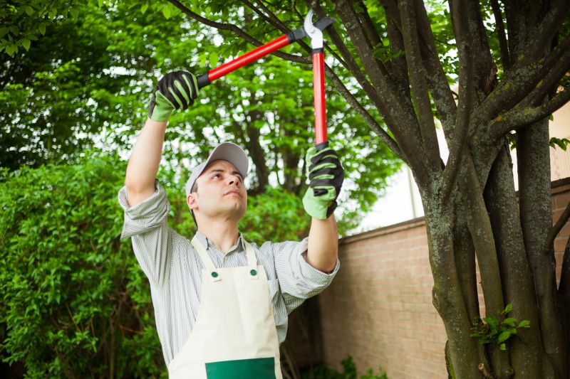 Deadwood Removal in Doylestown, PA