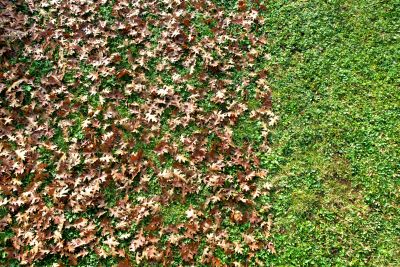 Clean Yard with Leaf Removal