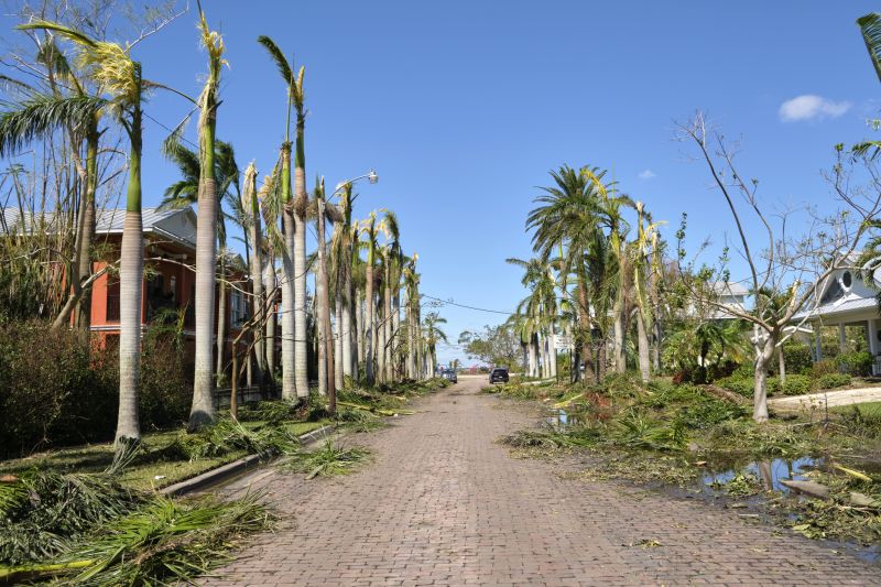 Storm Damage Tree Collapse