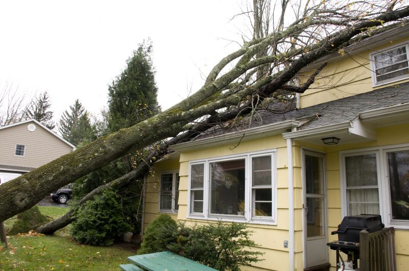 Storm-Damaged Trees
