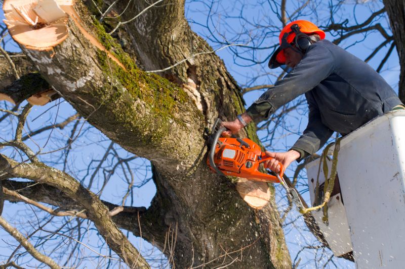 Tree Removal Crew at Work