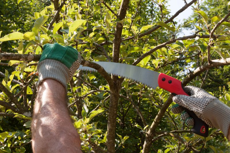 Magnolia Tree Pruning in Allentown, PA
