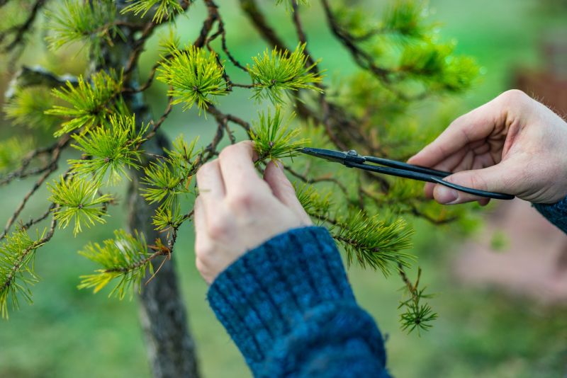 Magnolia Tree Pruning in San Jose, CA