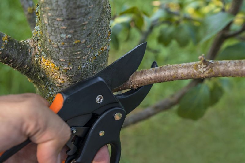 Magnolia Tree Pruning in Pottstown, PA