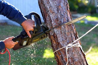 Residential Tree Service in San Jose, CA