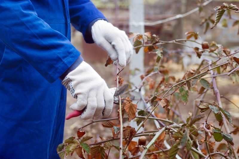 Rhododendron Pruning in Aiken, SC