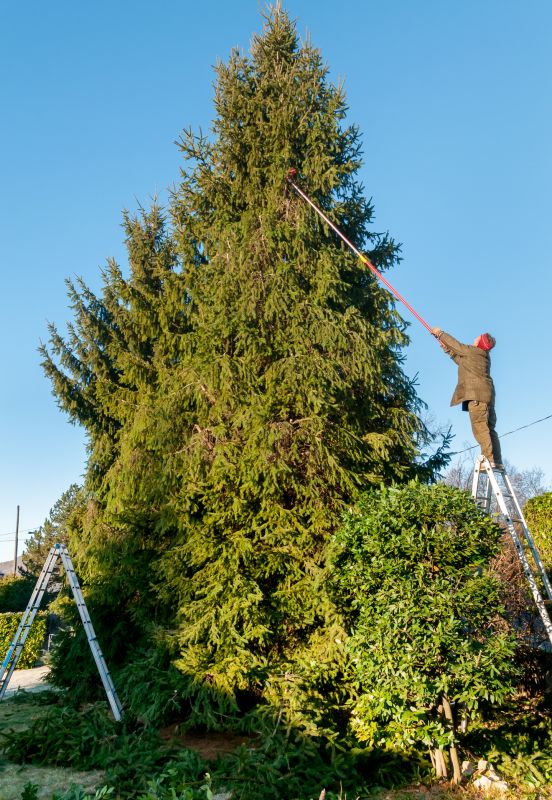 Tree Lopping Service in San Jose, CA