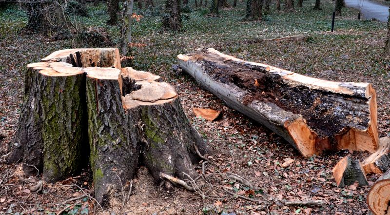 Tree Removal Service in Bucks County, PA