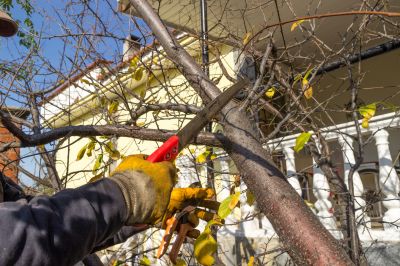 Tree Shaping Service in Allentown, PA