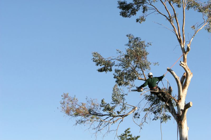 Safety in Tree Care