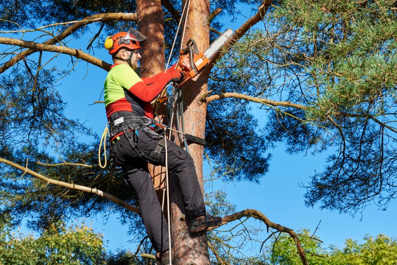 Safe Tree Trimming Techniques