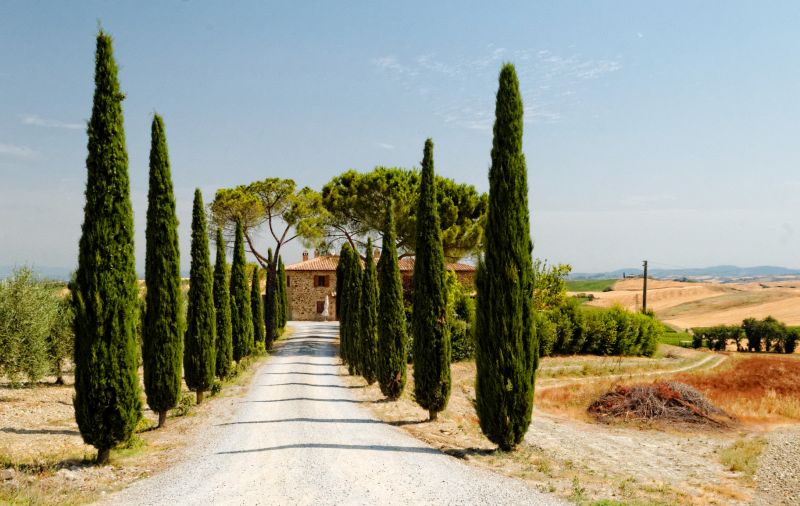 Enhance Tree Shape and Aesthetics